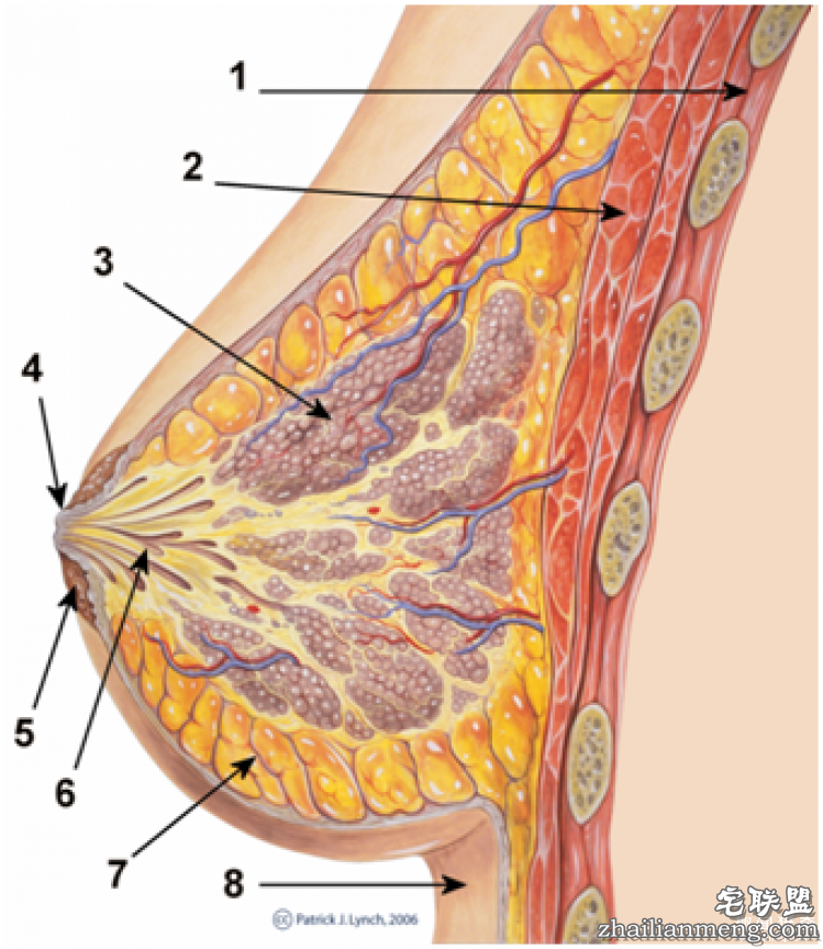【真相帝】熬夜到底是不是胸小的罪魁祸首？