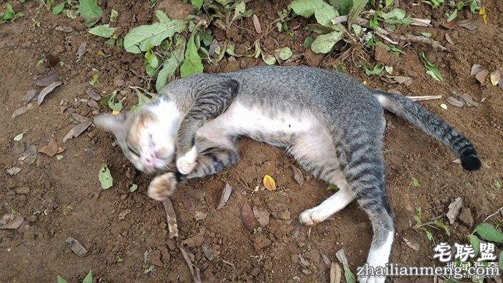女主人离世一年，猫咪天天回到墓碑前守护过世主人--趣味说