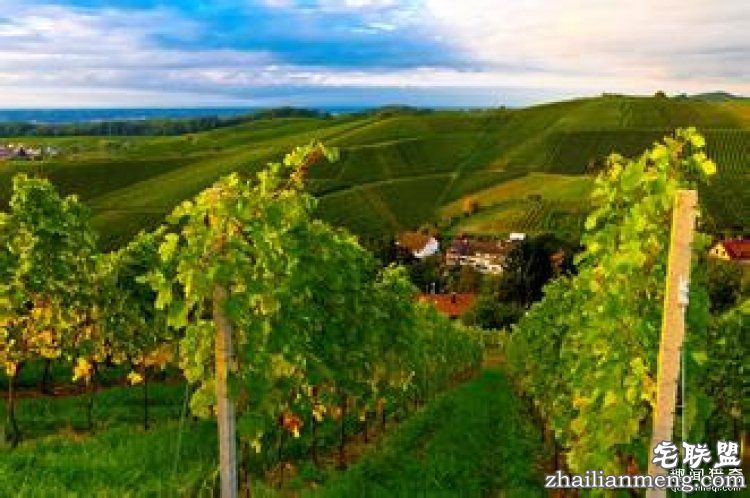 【真相帝】为什么“82年”的拉菲才是最好的？