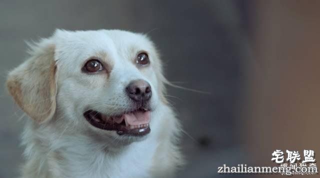 他离开家睡在街头，靠捡垃圾救了3000多条流浪狗