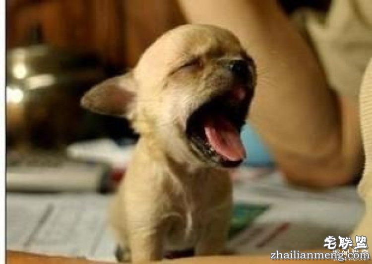 【真相帝】脑袋越大，打哈欠的时间就越长哦