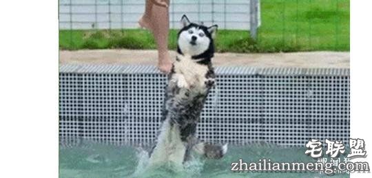 每个养哈士奇的主人，内心都住着一个喜剧之王