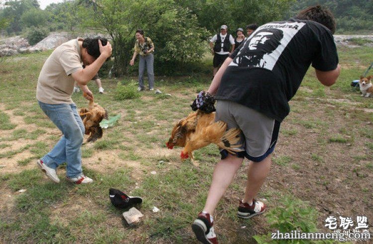 日本高薪招聘“抓鸡员”，只在深夜工作