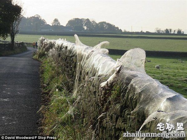 英国绵羊农场被上万蜘蛛入侵：变“盘丝洞”