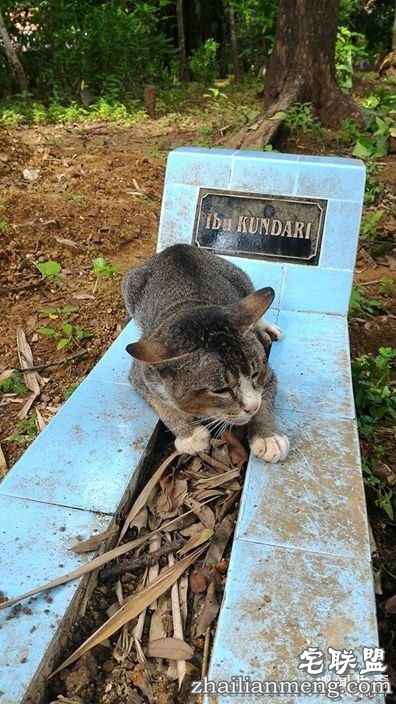 女主人离世一年，猫咪天天回到墓碑前守护过世主人--趣味说