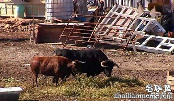 在西班牙用公牛看家要比看家狗效果好！ 第1张图片