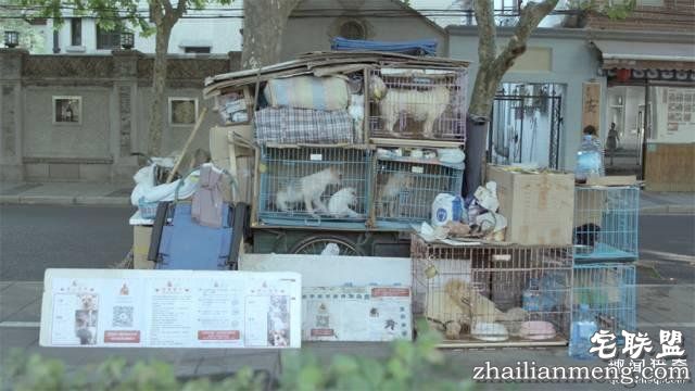 他离开家睡在街头，靠捡垃圾救了3000多条流浪狗