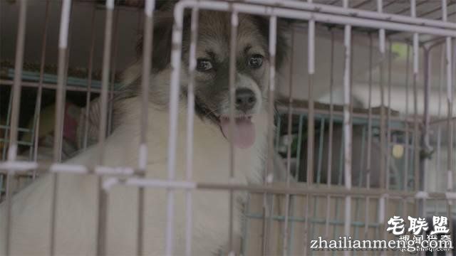 他离开家睡在街头，靠捡垃圾救了3000多条流浪狗