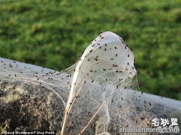 英国绵羊农场被上万蜘蛛入侵：变“盘丝洞”