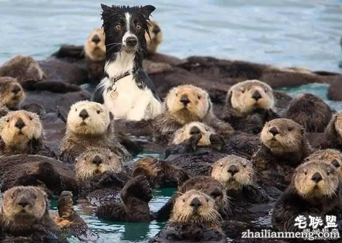 照片神吐槽，看着看着就笑了！