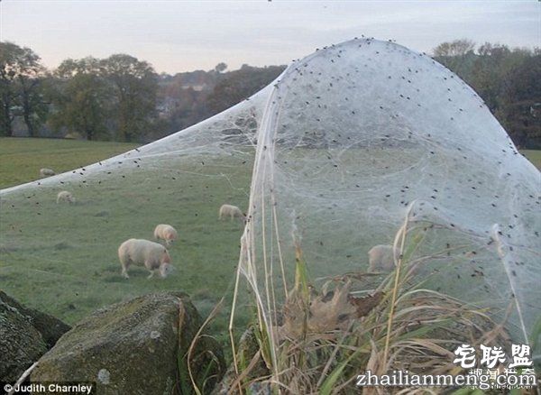 英国绵羊农场被上万蜘蛛入侵：变“盘丝洞”