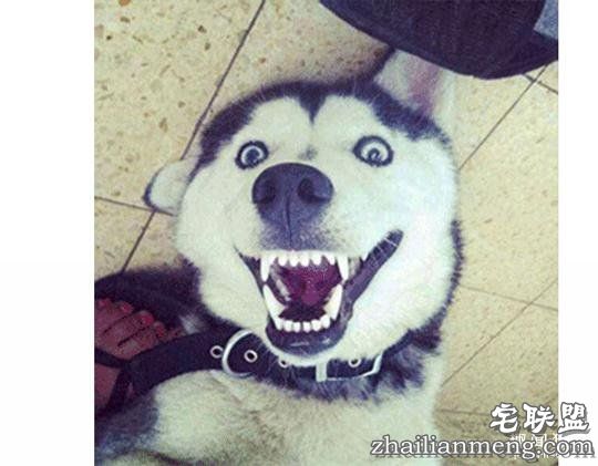 每个养哈士奇的主人，内心都住着一个喜剧之王