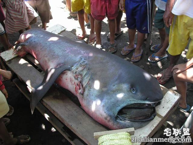 村民捞起一条巨型的怪鱼，至今为止只出现60次！