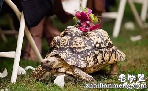 婚礼上最抢镜的，竟然不是新郎新娘……