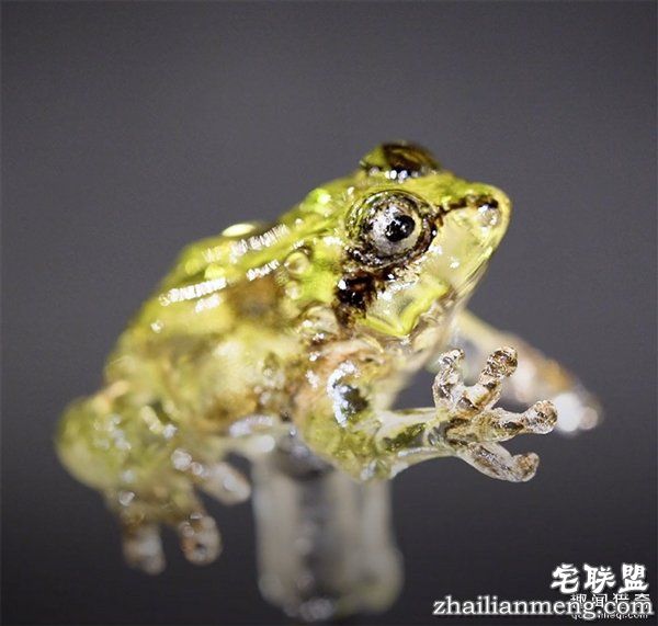 叹服！日本大师雕塑家制作逆天动物棒棒糖：太逼真