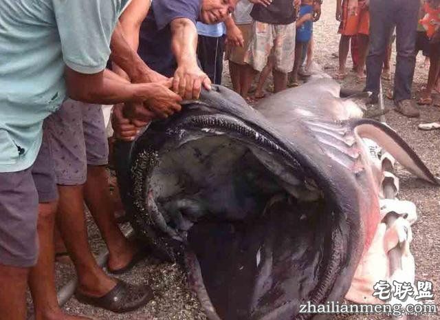 村民捞起一条巨型的怪鱼，至今为止只出现60次！