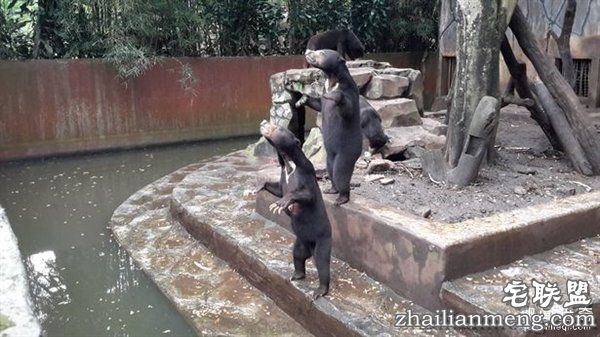 印尼“死亡动物园”触目惊心：黑熊饿成狗