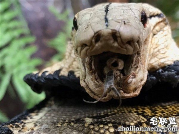 泰国女子晒蟒皮钱包带原味蛇头 网友暴怒