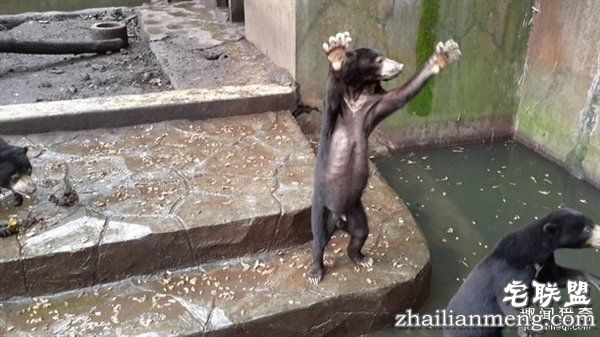 印尼“死亡动物园”触目惊心：黑熊饿成狗