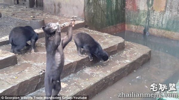 印尼“死亡动物园”触目惊心：黑熊饿成狗