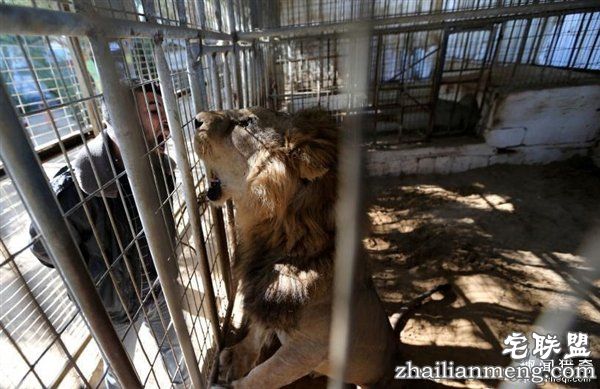 最悲惨动物园动物被饿死 干尸成儿童玩具