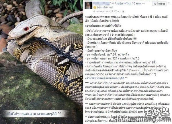 泰国女子晒蟒皮钱包带原味蛇头 网友暴怒