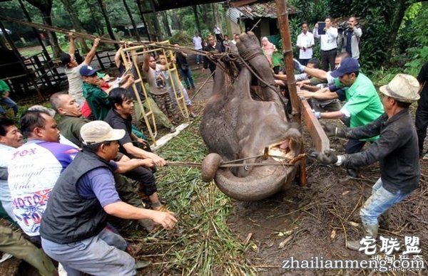 印尼“死亡动物园”触目惊心：黑熊饿成狗