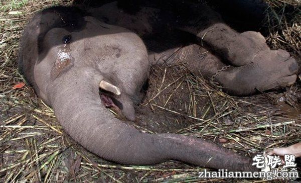 印尼“死亡动物园”触目惊心：黑熊饿成狗