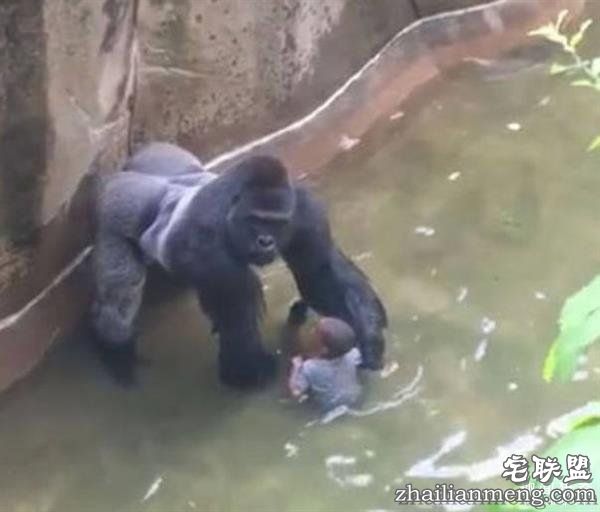 10万美元买一块零食？外国网友疯起来自己都怕