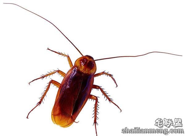 如果蟑螂全部消失：地球瞬间大乱……