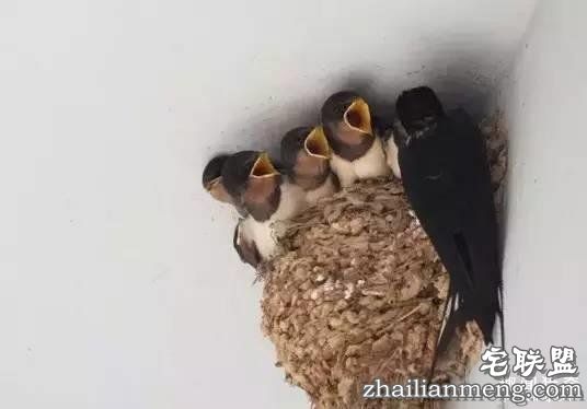 燕窝：到底是金窝银窝 还是土窝草窝？