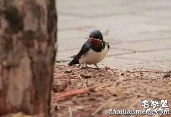 燕窝：到底是金窝银窝 还是土窝草窝？