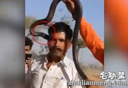 印度男子被眼镜蛇亲了一口没在意：一小时后身亡
