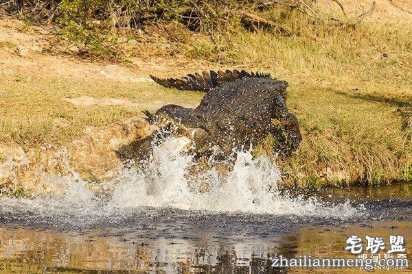 辛巴威牧师带着教友想示範「学耶稣在水上行走」，因信仰不够秒「被3条鳄鱼活吞」...