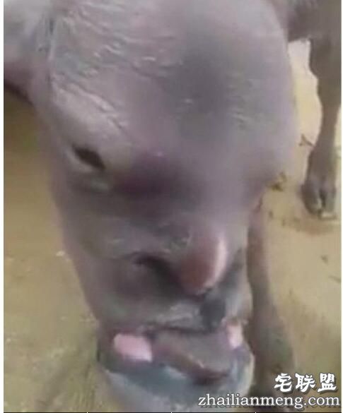 印度一山羊长着人脸