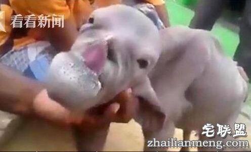 印度一山羊长着人脸