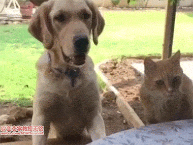 瓜确实是好瓜，就是太不正经！