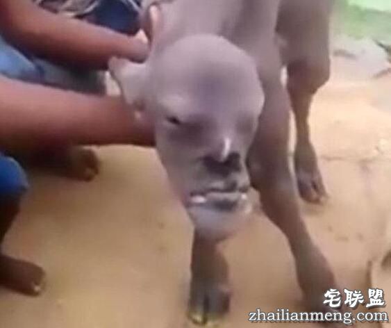 印度一山羊长着人脸