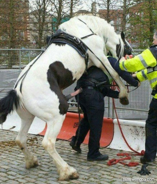 警察被马用“枪”顶着 搞笑图片 - 嗡啪网