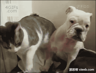 日本后式入动态图口交 大黑DIAO干白